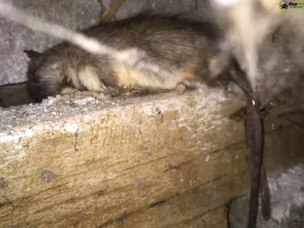 Dead Rat Removal Walloon